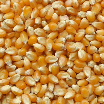 Yellow Maize Dried