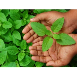 Tulsi patta (ocimum tenviflorum)