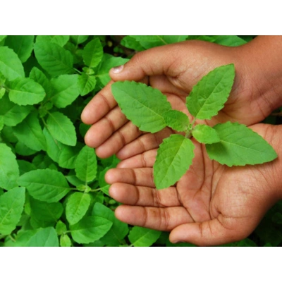 Tulsi patta (ocimum tenviflorum)