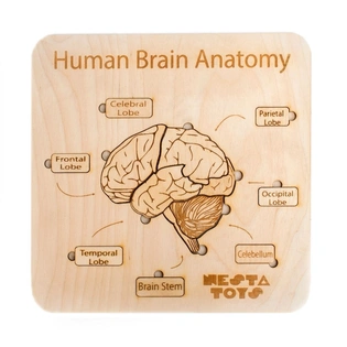 NESTA TOYS - Human Brain Anatomy Puzzle | DIY Coloring Activity (13 Pieces)