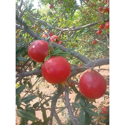 Pomegranate