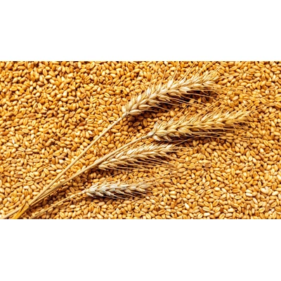 Wheat