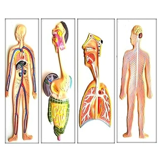 Human Organ System Model set- Digestive System, Circulatory System,Nervous system And Respiratory System