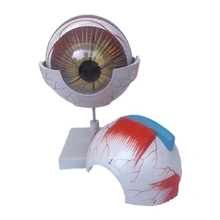 Human Anatomical Eye Model Perfect use for High School, Medical Student,Patient Education and Doctor