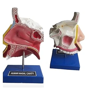 Anatomical Human Nasal Cavity Model