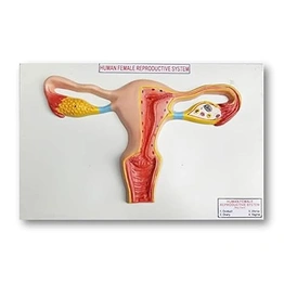 The Uterus and Ovary, Female Reproductive Organs on Board