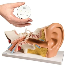 PVC Outer Middle Inner Ear Model with Base for Medical Demonstration - 5 Times Human Ear Anatomy Model