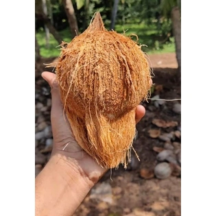 Semi Husked Coconut 580gm-650gm