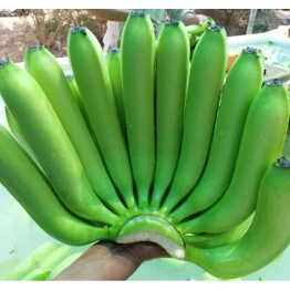 Cavendish Banana