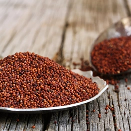 Finger Millet (Ragi )