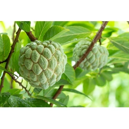 Custard Apple