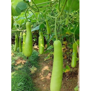 Bottle gourd