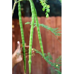 Moringa, drumstick