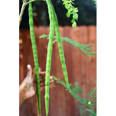 Moringa, drumstick