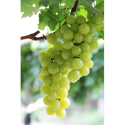 Grapes