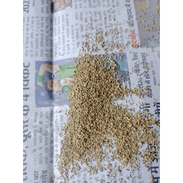 Indian Carom seed