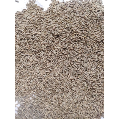 Indian Cumin seed