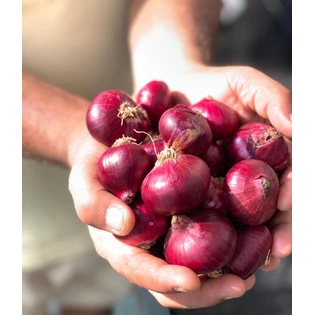 Bangalore Rose Onion