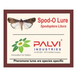 Spodoptera litura