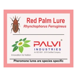 Red palm weevil