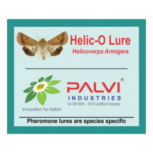 Helicoverpa armigera