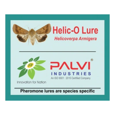 Helicoverpa armigera