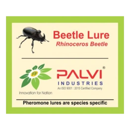 Rhinoceros beetle