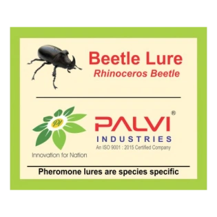 Rhinoceros beetle