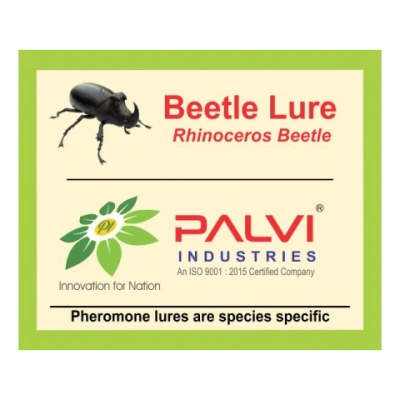 Rhinoceros beetle