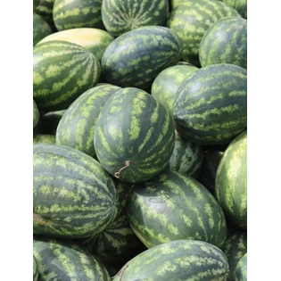 MD1 Watermelon ( Tarboj)