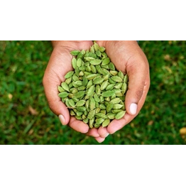 GREEN CARDAMOM 8MM KERALA