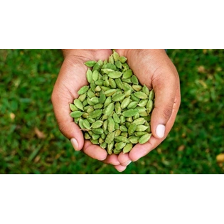 GREEN CARDAMOM 8MM KERALA