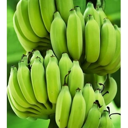 G9 Cavendish Banana