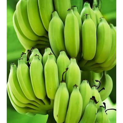 G9 Cavendish Banana