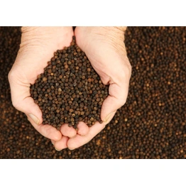 Black Pepper - Available for export