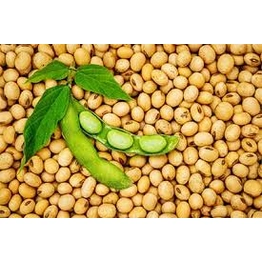 Soya Bean | export quality for immediate dispatch