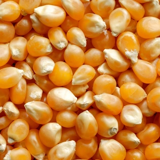 Maize