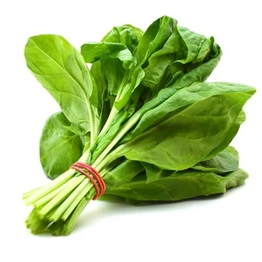 FRESH SPINACH