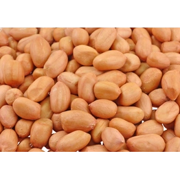 GROUNDNUT