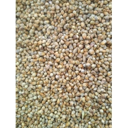 Green millet