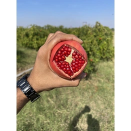 POMEGRANATE