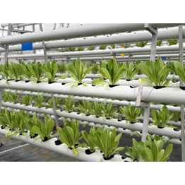 Hydroponic Romaine Lettuce