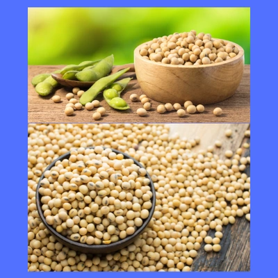 ORGANIC SOYBEAN OIL SEED