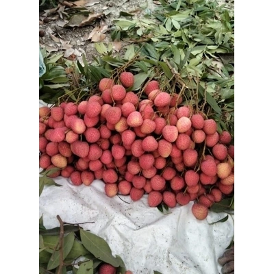 Fresh Lychee Fruit