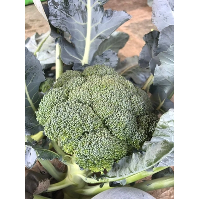 Fresh Broccoli Vegetable