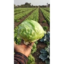 Fresh ICE Berg (Lettuce)