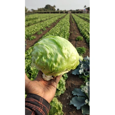 Fresh ICE Berg (Lettuce)