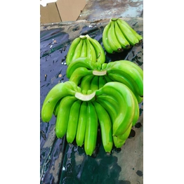 G9 Cavendish Banana