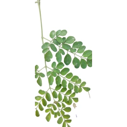 Green Organically Grown Dried Moringa Oleifera Leaves