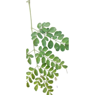 Green Organically Grown Dried Moringa Oleifera Leaves